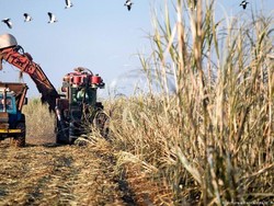 Harga Pangan Dunia Melonjak ke Rekor Tertinggi Selama 6 Tahun Terakhir
