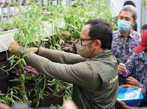 Bangkitkan Ekonomi, Bima Arya Luncurkan Gerakan Bogor Berkebun