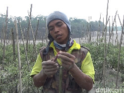 Petani Mengeluh Terancam Gagal Panen Usai Diguyur Hujan Abu Gunung Semeru