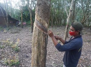 Tobat Jadi Penebang Liar, Sulaiman Gantungkan Nasib Jadi Petani Karet