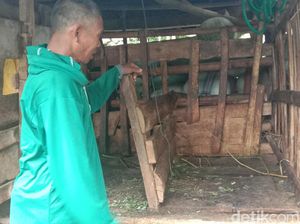 Ternak Warga Kudus Mati Penuh Luka, Kades Duga Diterkam Macan Tutul