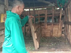 Ternak Warga Kudus Mati Penuh Luka, Kades Duga Diterkam Macan Tutul