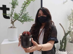 Kaktus dan Sukulen Diminati Saat Pandemi, Estetik Ditanam di Pot Keramik Kaktus dan Sukulen Diminati Saat Pandemi, Estetik Ditanam di Pot Keramik