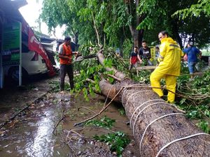 Hujan Disertai Angin di Kudus, Pohon Tumbang Timpa Ruko-Mobil