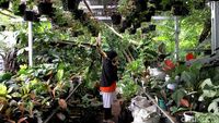 Tanaman Hias Masih jadi Buruan Masyarakat
