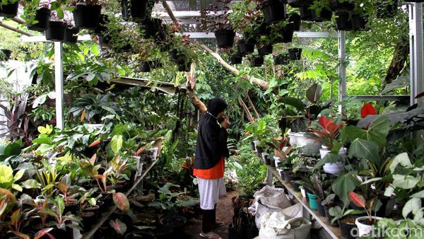 Tanaman Hias Masih jadi Buruan Masyarakat