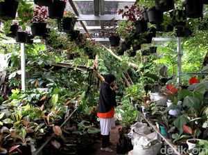 Tanaman Hias Masih jadi Buruan Masyarakat