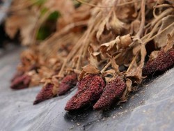 Sudah Ada Insentif Rp 60 juta, Warga Australia Tetap Tak Mau Kerja di Pertanian