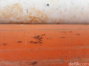 Teror Miliaran Semut di Banyumas Belum Berakhir!