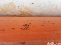 Teror Miliaran Semut di Banyumas Belum Berakhir!