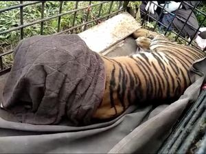 Harimau yang Sempat Nongkrong di Jalanan Sumbar Tertangkap!