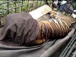 Harimau yang Sempat Nongkrong di Jalanan Sumbar Tertangkap!