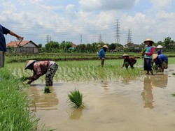 Hari Pertama Masa Tenang Pilkada Rembang, Harno Tilik Sawah