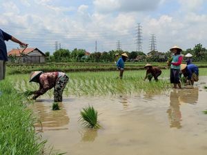 Hari Pertama Masa Tenang Pilkada Rembang, Harno Tilik Sawah Hari Pertama Masa Tenang Pilkada Rembang, Harno Tilik Sawah