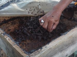 Mau Usaha dengan Modal Rp 500.000? Coba Budidaya Madu Kelulut