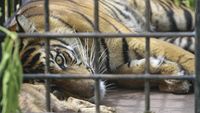 Penampakan Harimau Sumatera yang Tertangkap di Sumbar