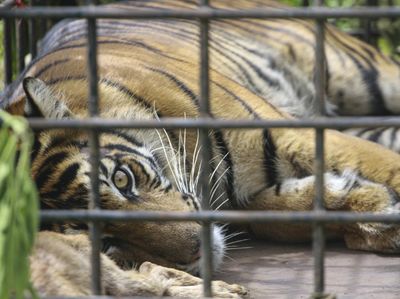 Penampakan Harimau Sumatera yang Tertangkap di Sumbar