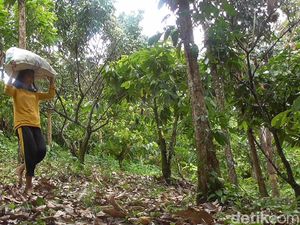 Kisah Gadis 17 Tahun di Polman Keluar Masuk Hutan Kumpulkan Buah Kapuk