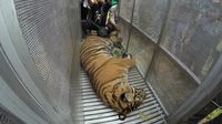 Lagi, Seekor Harimau di Sumbar Masuk Perangkap