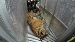 Lagi, Seekor Harimau di Sumbar Masuk Perangkap