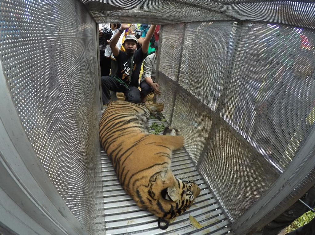 Akhir Kisah Gempar 2 Harimau Nongkrong di Jalanan Sumbar Akhir Kisah Gempar 2 Harimau Nongkrong di Jalanan Sumbar
