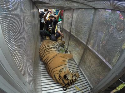 Lagi, Seekor Harimau di Sumbar Masuk Perangkap
