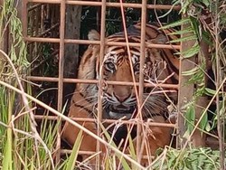 Satu Lagi, Harimau yang Sempat Nongkrong di Jalanan Sumbar Tertangkap