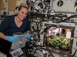 Keren! Astronot NASA Berhasil Tanam 20 Lobak Di Luar Angkasa