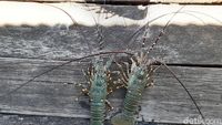 Lobster Bukan Barang Mahal di Kampung Goras Papua
