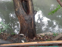 2 Potong Tubuh Diduga Korban Mutilasi di 2 TKP Bekasi Diuji Forensik