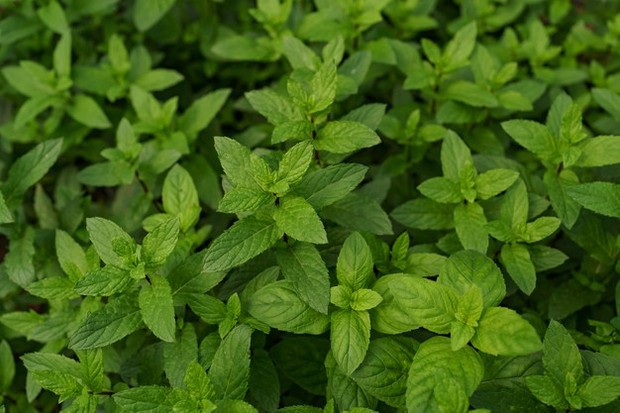 Mint akan tumbuh dengan baik apabila ditanam di pot kecil.
