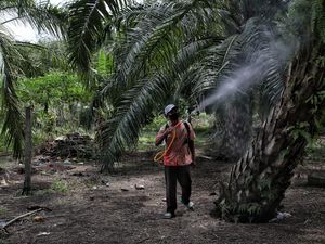 Siapa Bilang Nggak Bisa? Ini Cara Tanam Kelapa Sawit di Pulau