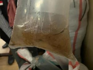 Terima Kajian Ombudsman, KKP Setop Ekspor Benih Lobster