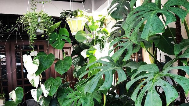 Tanaman hias monstera