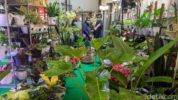 Tren Belanja Tanaman Hias di Tengah Pandemi