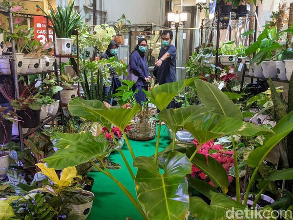 Tren Belanja Tanaman Hias di Tengah Pandemi