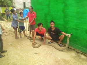 Warga Samarinda Tangkap King Cobra yang Berkeliaran di Perumahan