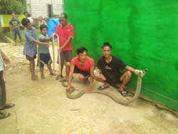 Warga Samarinda Tangkap King Cobra yang Berkeliaran di Perumahan