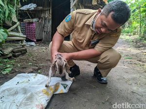Anak Kambing di Ponorogo Lahir Berkaki Dua, Ini Penjelasan Dokter Hewan