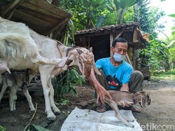 Heboh Anak Kambing Berkaki Dua Lahir di Ponorogo
