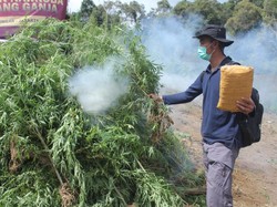 5 Hektare Ladang Ganja Dimusnahkan di Sumut, 5 Tersangka Ditangkap