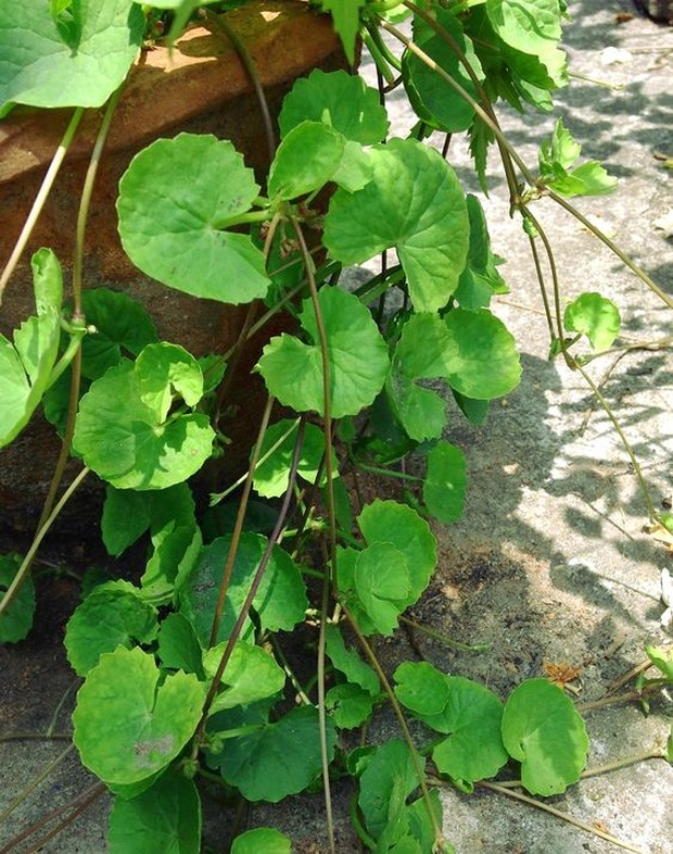 Centella Asiatica/Foto: pinterest.com/favcounter Centella Asiatica