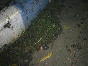 Pengadilan Negeri Kota Probolinggo Dilempar Bondet Orang Tak Dikenal Pengadilan Negeri Kota Probolinggo Dilempar Bondet Orang Tak Dikenal