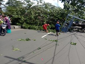 Pohon Tumbang Timpa 2 Pengendara Motor di Cibinong Bogor