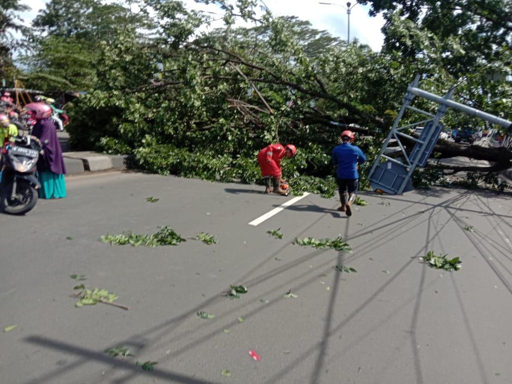 Pohon Tumbang Timpa 2 Pengendara Motor di Cibinong Bogor Pohon Tumbang Timpa 2 Pengendara Motor di Cibinong Bogor