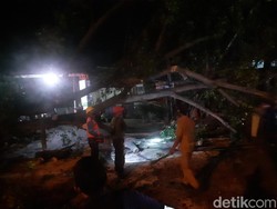 Angin Kencang Tumbangkan Pohon Setinggi 25 Meter di Cicendo Bandung