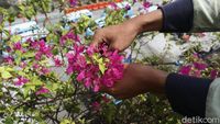 Saat Petugas Merawat Tanaman Hias di Fly Over Kampung Melayu