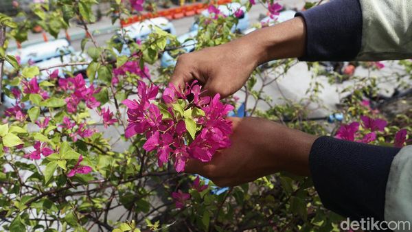 Saat Petugas Merawat Tanaman Hias di Fly Over Kampung Melayu