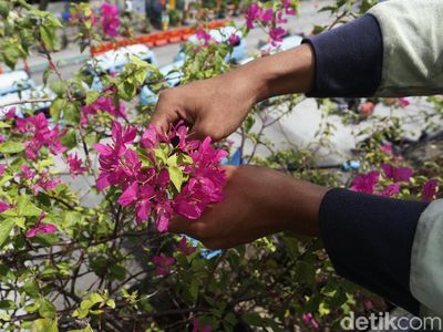 Saat Petugas Merawat Tanaman Hias di Fly Over Kampung Melayu