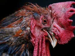 Pria Prancis Dihukum Percobaan karena Tembak Mati Ayam yang Berisik